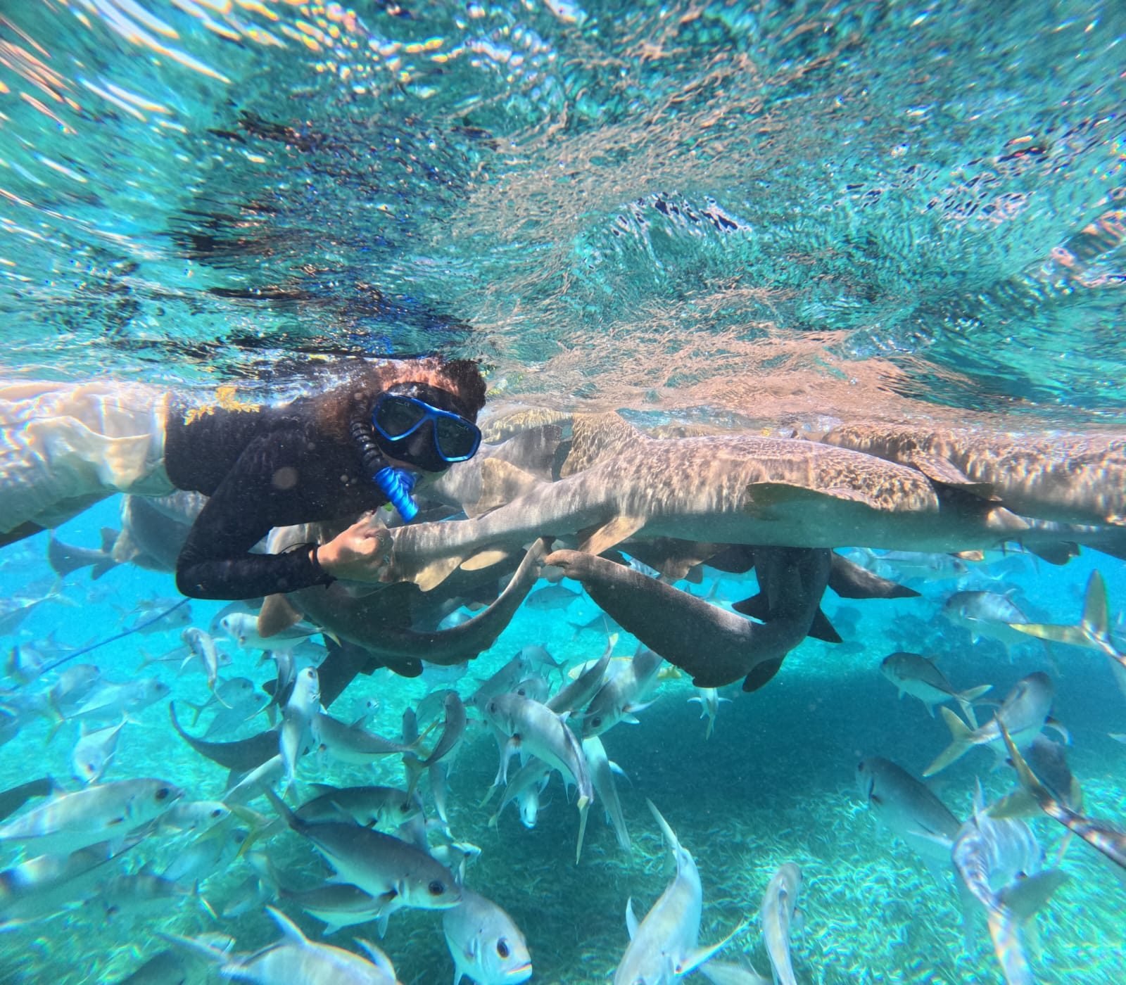Snorkel junto a tiburones nodriza en Belice