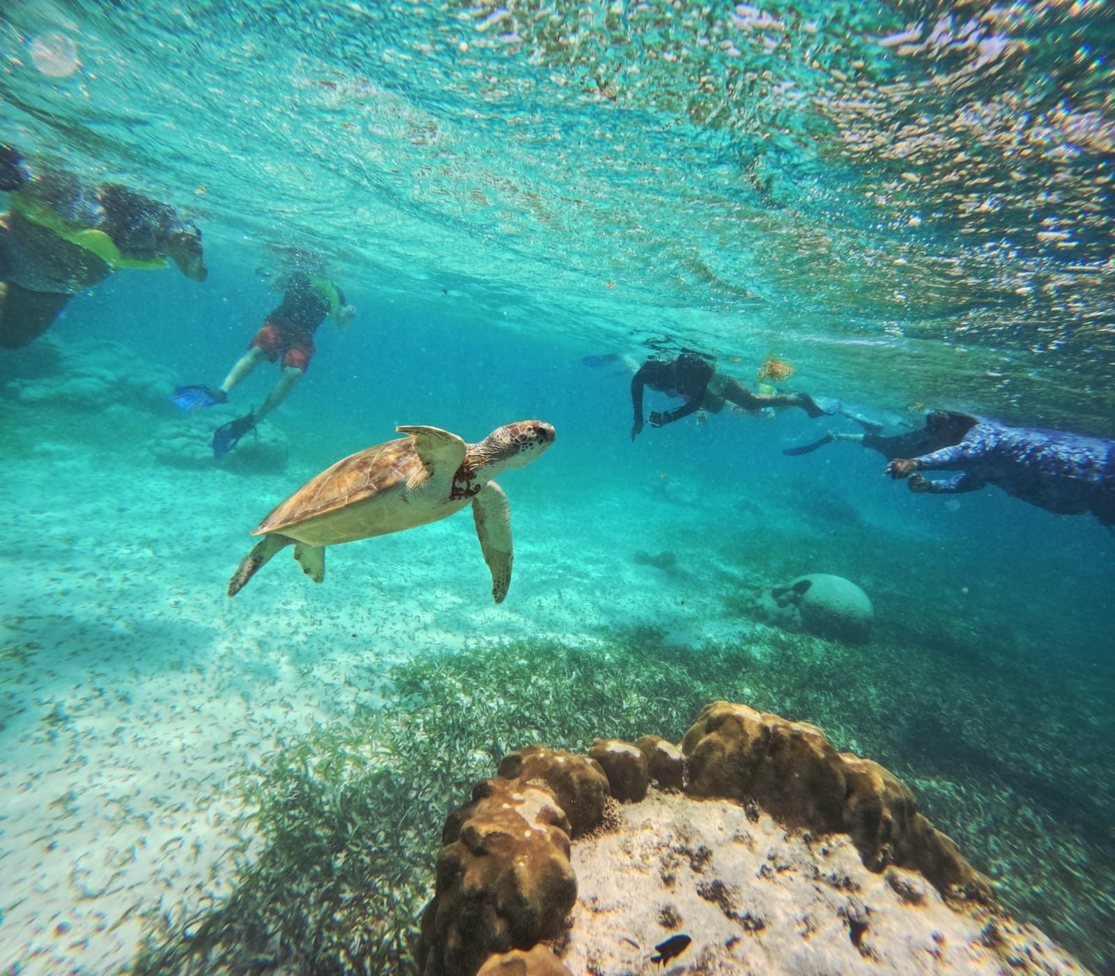Tortuga marina nadando junto a turistas haciendo snorkel en Hol Chan, Belice