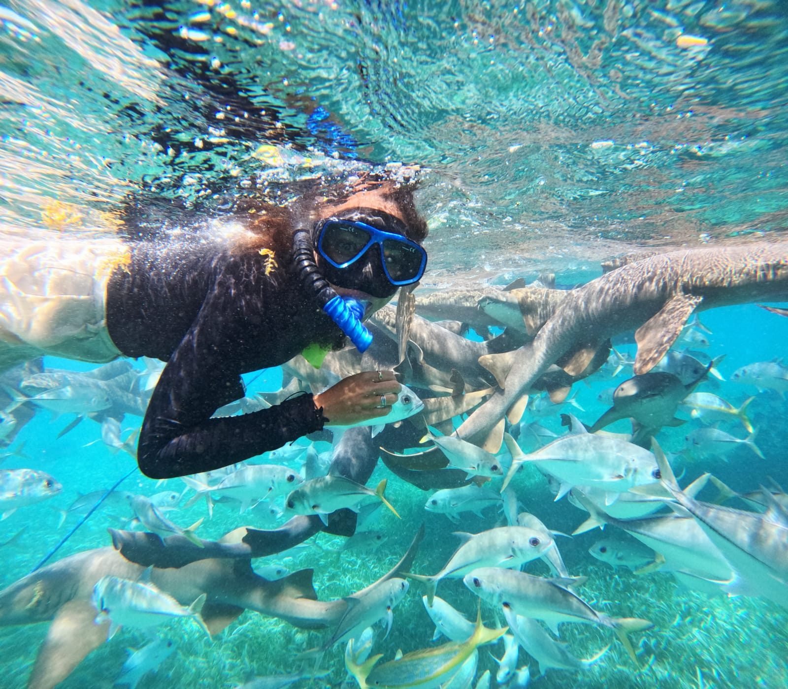 Persona haciendo snorkel rodeada de tiburones nodriza y jureles en Shark Ray Alley, Belice