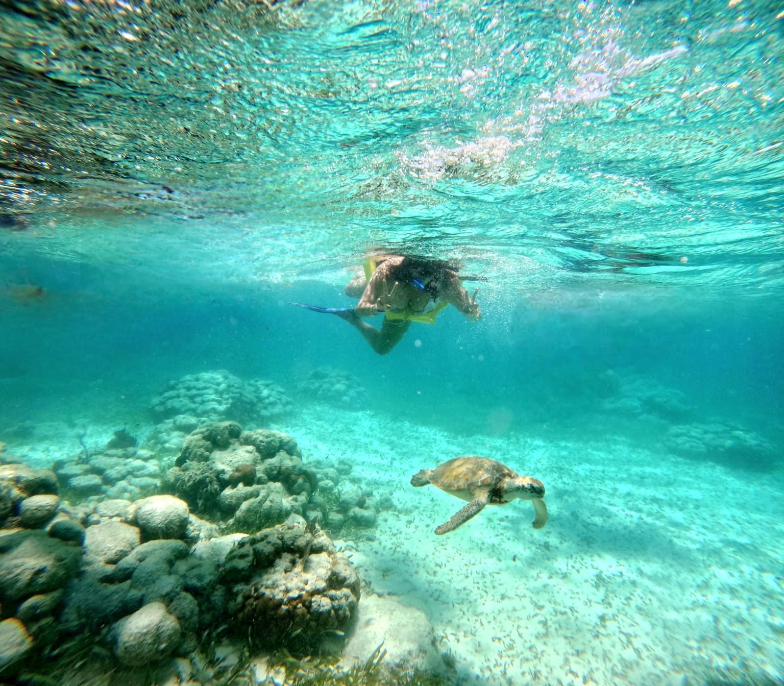 Tours y transporte en Belice: persona haciendo snorkel junto a una tortuga marina