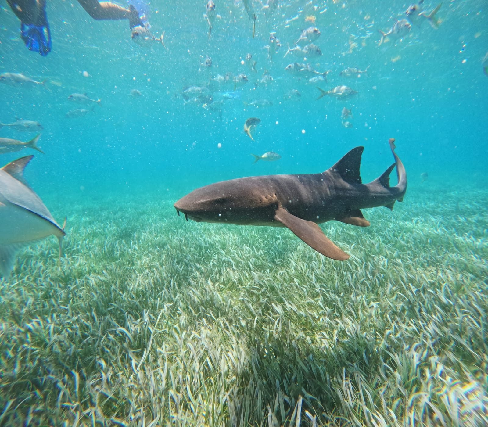 Tiburón gato nadando sobre pastos marinos en Shark Ray Alley